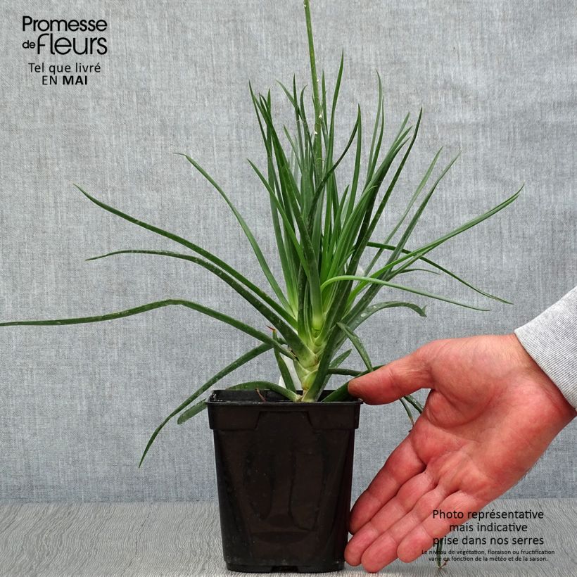 Example of Bulbine frutescens - Bulbine jaune Pot de 1L/1,5L as you get in printemps