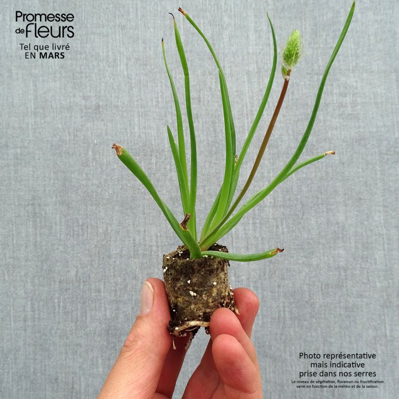 Example of Bulbine frutescens - Bulbine jaune Mini-motte Ø 1,5/2,5 cm as you get in printemps