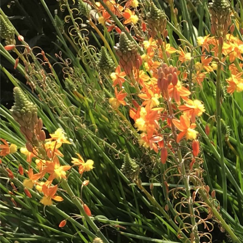 Bulbine frutescens Hallmarck (Floraison)