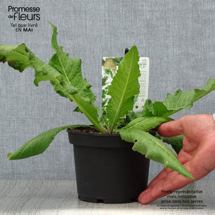 Spécimen de Bunias orientalis - Roquette d’Orient, Bunias d’Orient Pot de 1,5L/2L tel que livré au printemps