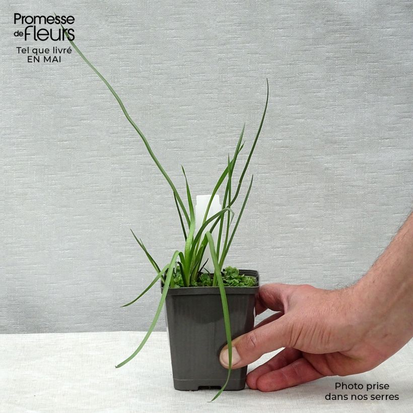 Spécimen de Butomus umbellatus - Jonc fleuri Godet de 8/9 cm tel que livré au printemps