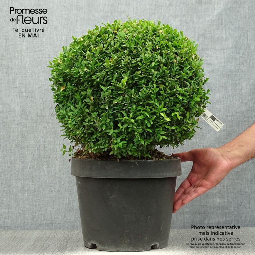 Spécimen de Buxus sempervirens Arborescens - Buis commun Pot de 7,5L/10L, Boule 30/35cm de diamètre tel que livré au printemps