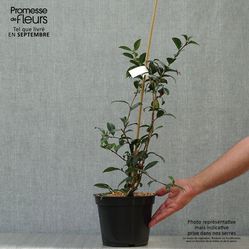 Spécimen de Camélia d'automne Stars'n Stripes - Camellia sasanqua Pot de 4L/5L tel que livré en automne