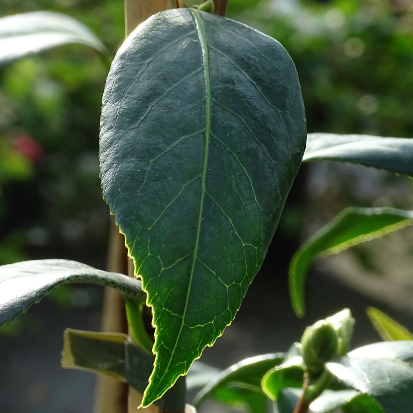 Camélia Tulip Time - Camellia (x) williamsii (Feuillage)