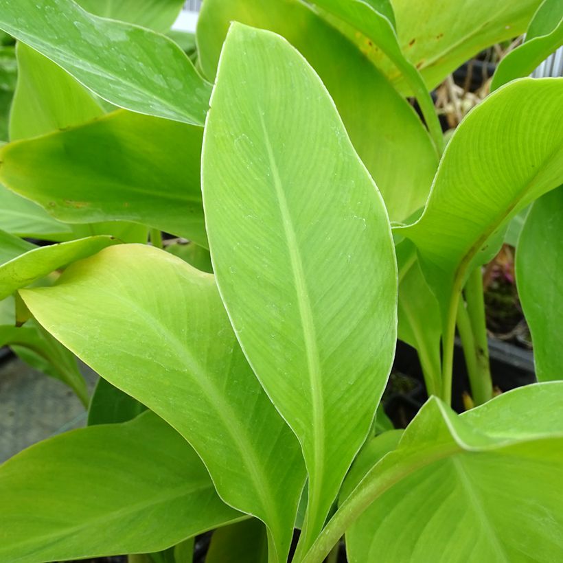 Canna edulis - Canna comestible, Balisier rouge (Foliage)