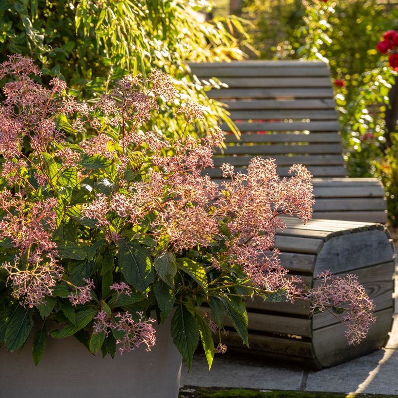 Cardiandra Bunches of the Sky (Port)