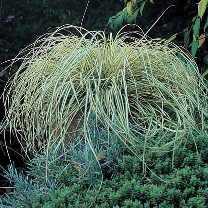 Carex oshimensis Evergold  (Plant habit)