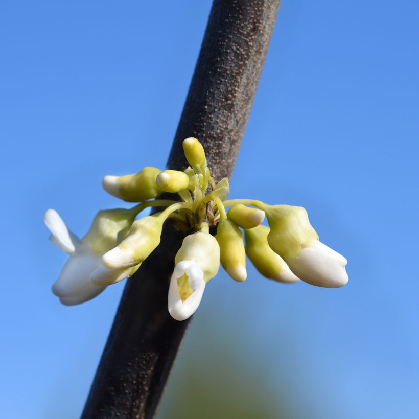 Cercis canadensis Texas White - Gainier du Canada (Floraison)