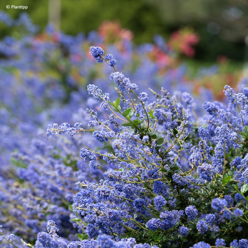 Céanothe Pacific Wave - Lilas de Californie (Floraison)