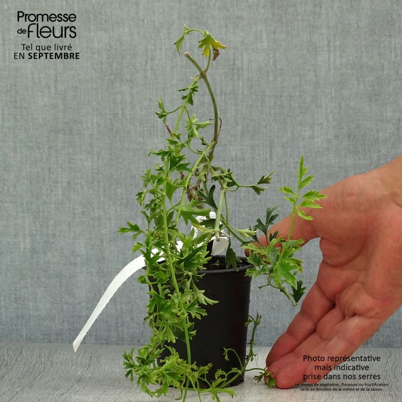 Example of Clématite - Clematis Early Sensation Godet de 8/9 cm as you get in automne