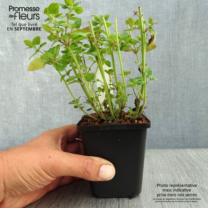 Spécimen de Clinopodium vulgare - Clinopode commun Godet de 8/9 cm tel que livré en automne