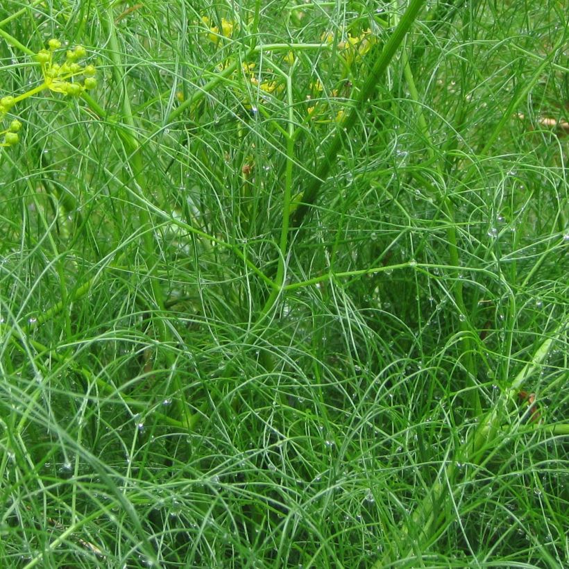 Cachrys alpina - Amarinthe (Feuillage)