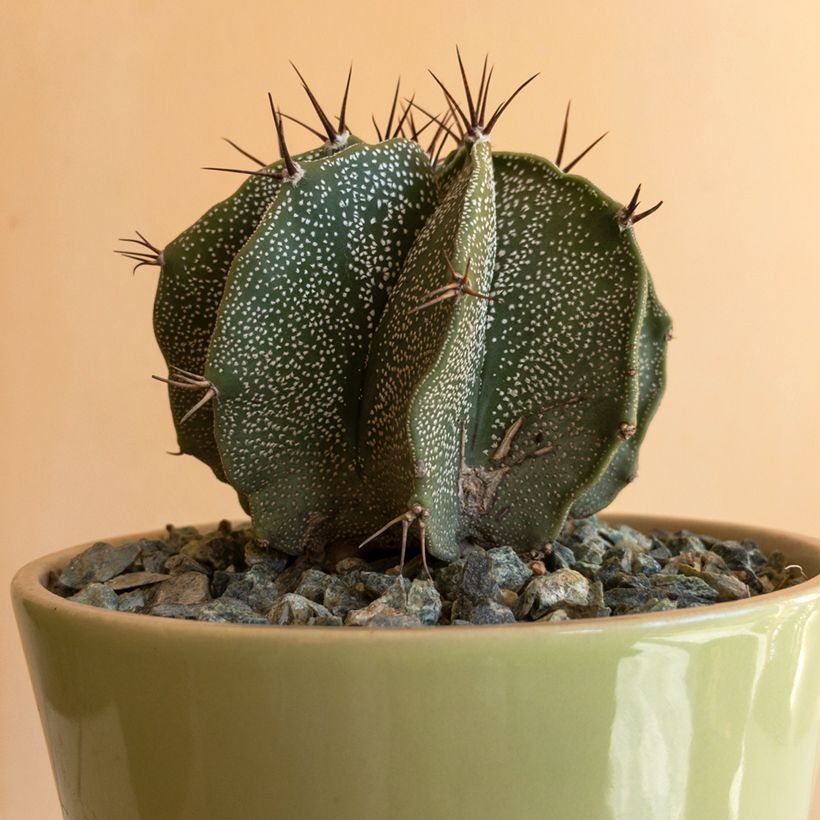 Cactus - Astrophytum ornatum (Feuillage)