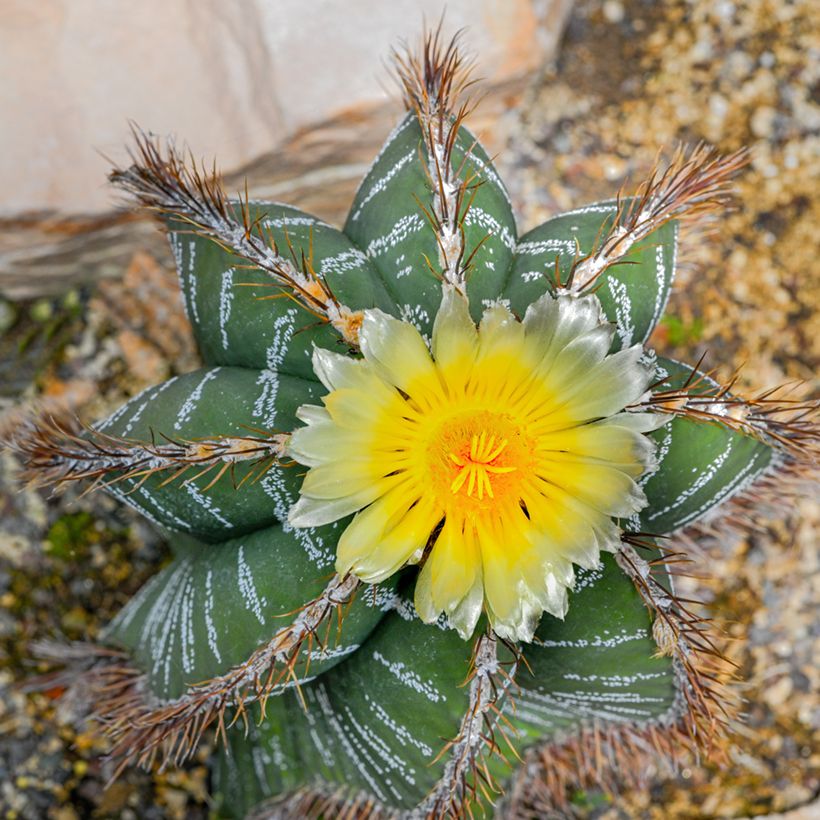 Cactus - Astrophytum ornatum (Floraison)