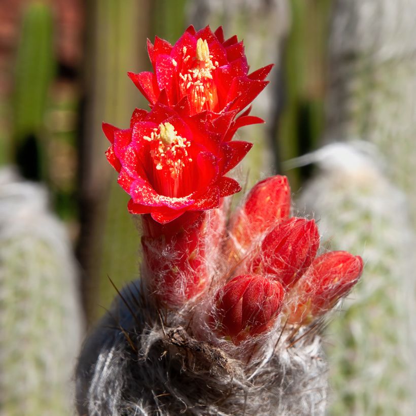 Cactus cierge - Cleistocactus strausii (Flowering)