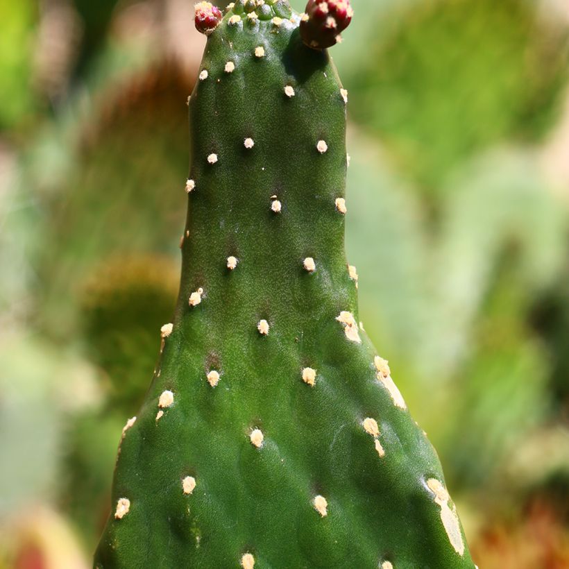 Cactus - Consolea rubescens (Feuillage)