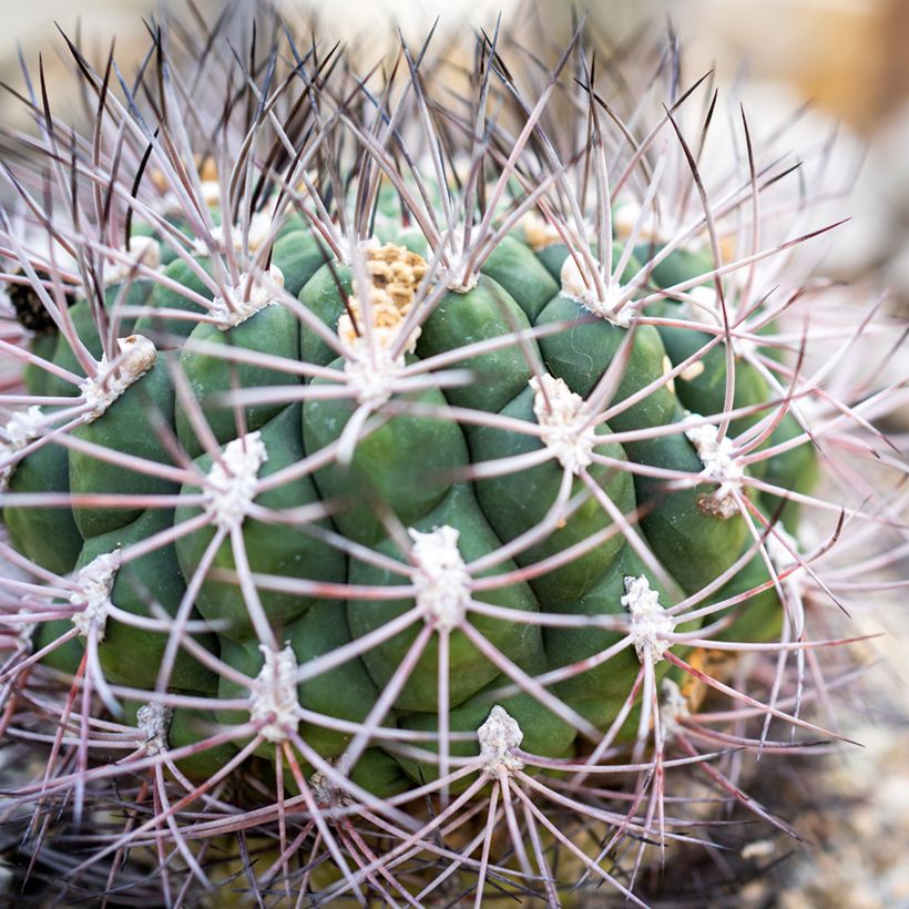 Cactus - Gymnocalycium saglionis (Feuillage)