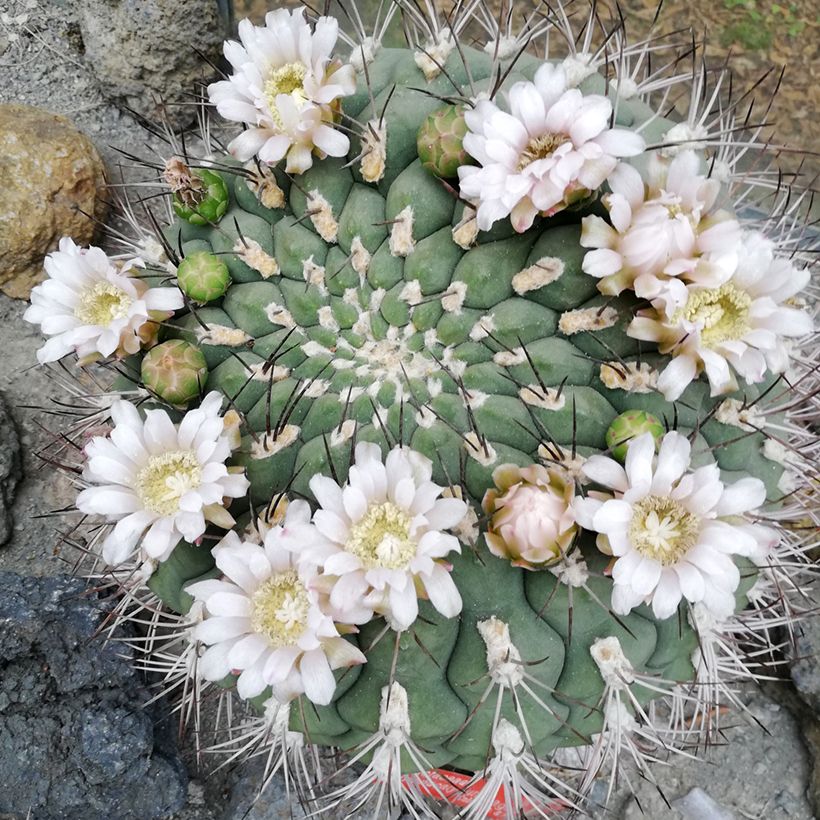 Cactus - Gymnocalycium saglionis (Floraison)