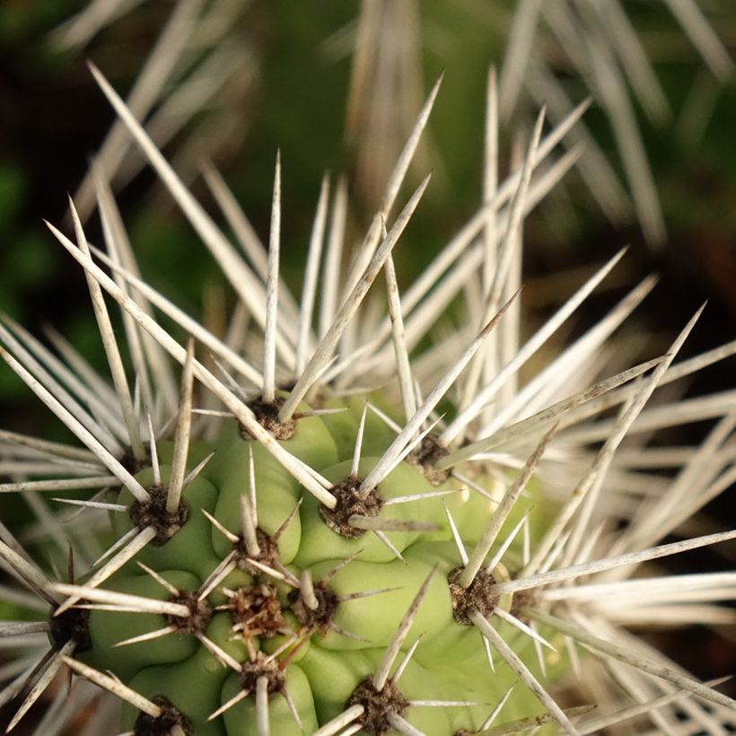 Cactus - Harrisia tetracantha (Feuillage)