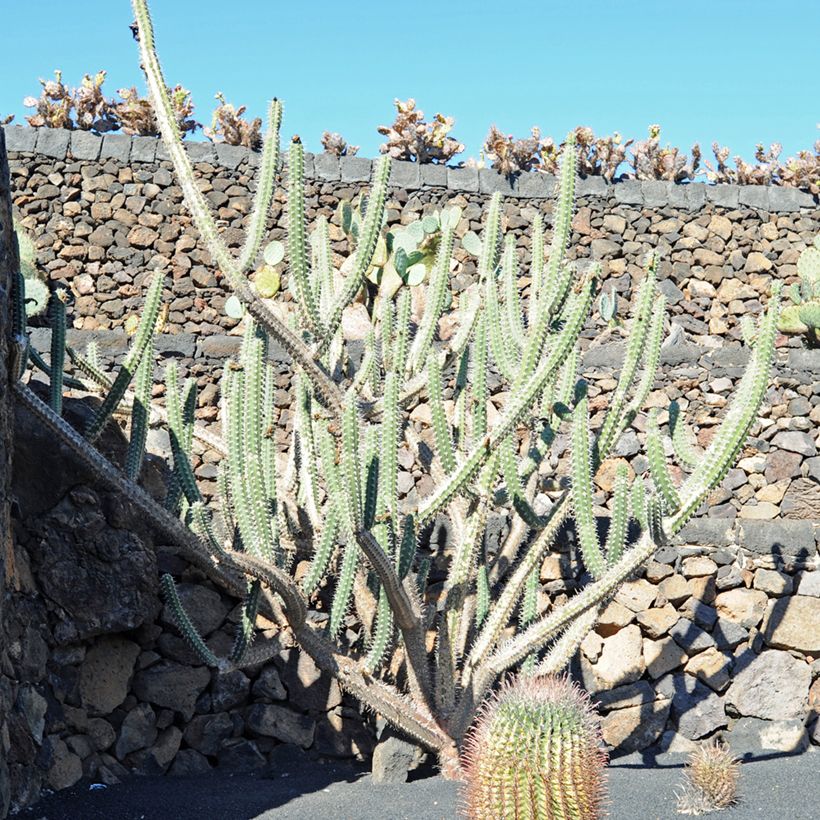 Cactus - Harrisia tetracantha (Port)