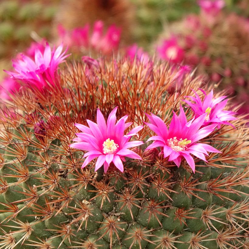 Cactus - Mammillaria ernestii var. rubrispina (Floraison)