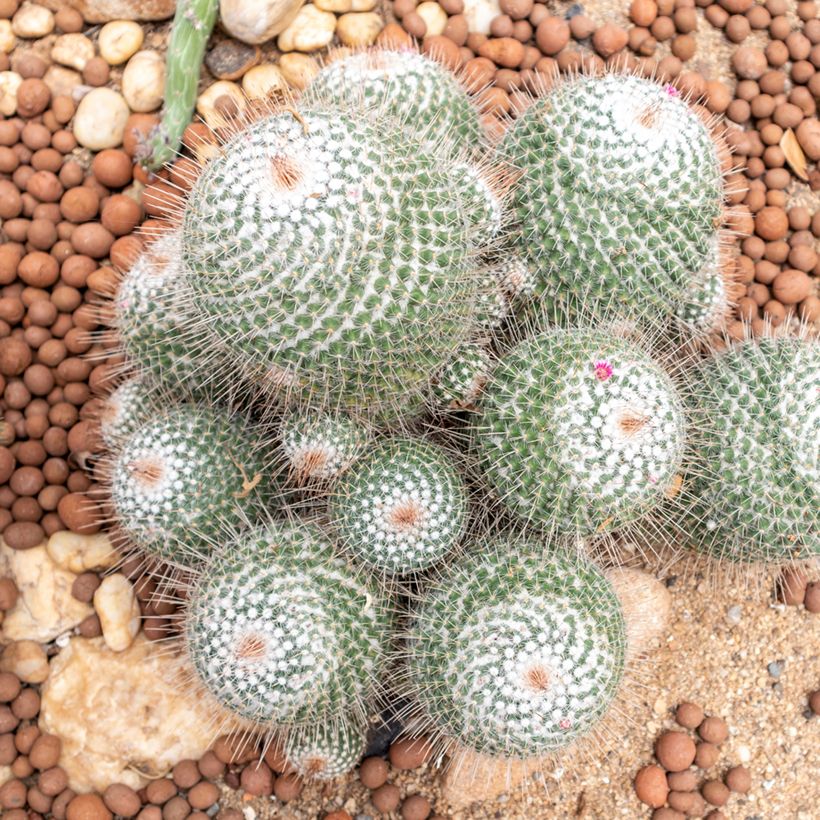 Cactus - Mammillaria hahniana (Plant habit)