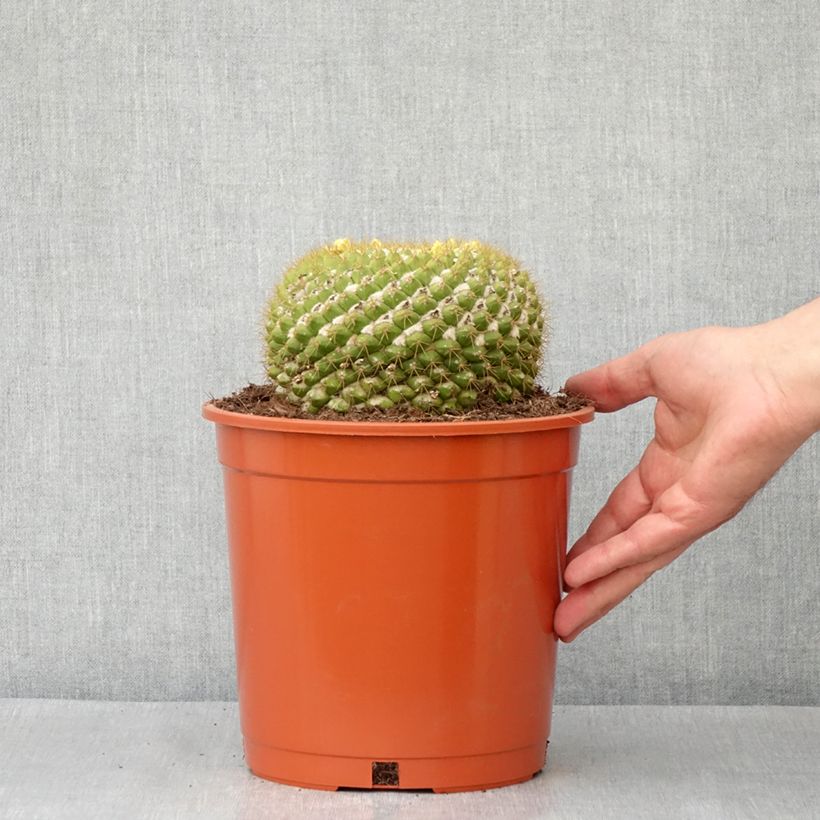 Example of Cactus - Mammillaria marksiana Pot de 4L/5L, 14/16 diamètre as you get in printemps