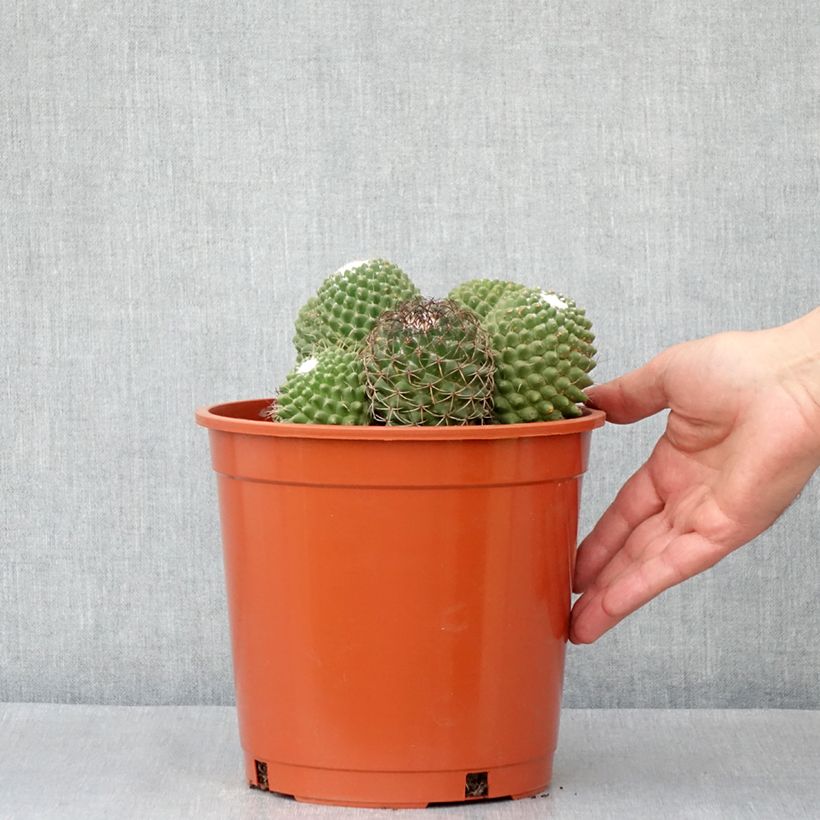 Example of Cactus - Mammillaria Toluca Pot de 4L/5L, 18/20 diamètre as you get in printemps