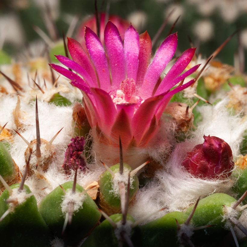 Cactus - Mammillaria pringlei (Floraison)