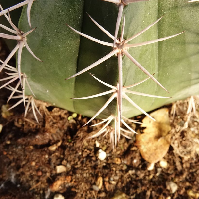 Cactus - Melocactus bahiensis (Feuillage)