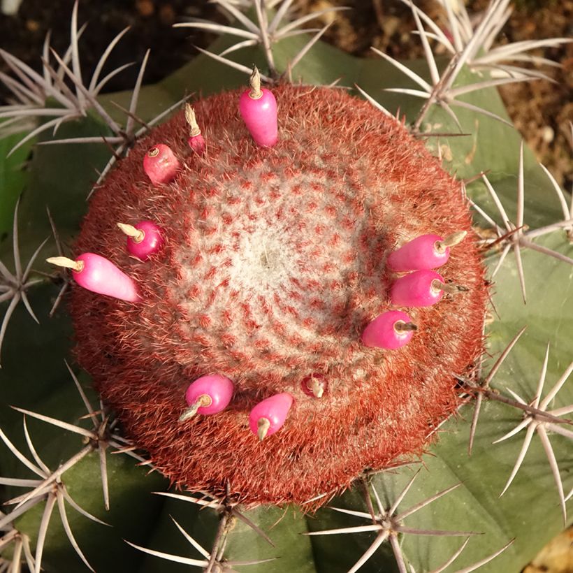 Cactus - Melocactus bahiensis (Floraison)