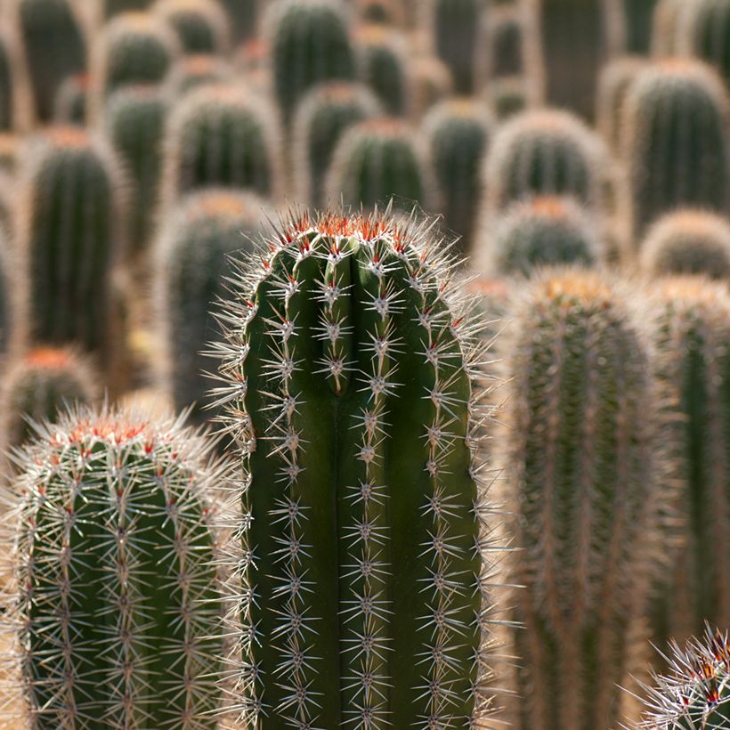 Cactus - Pachycereus pringlei (Feuillage)