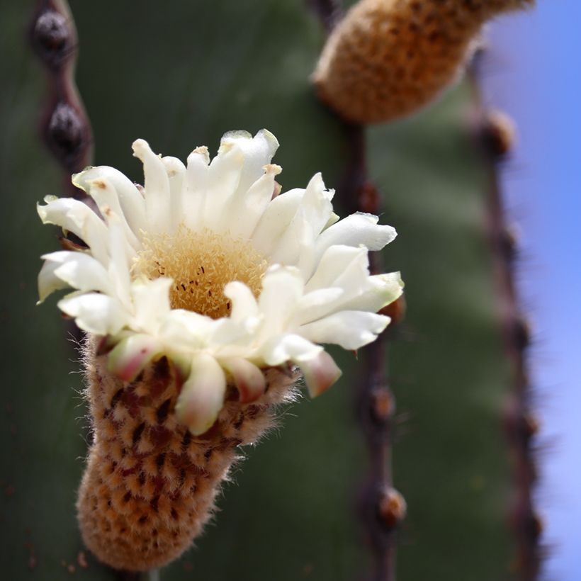 Cactus - Pachycereus pringlei (Floraison)