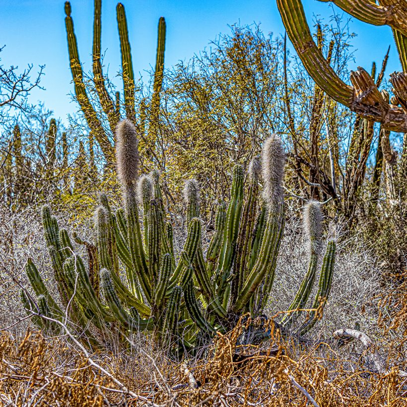 Cactus - Pachycereus pringlei (Port)