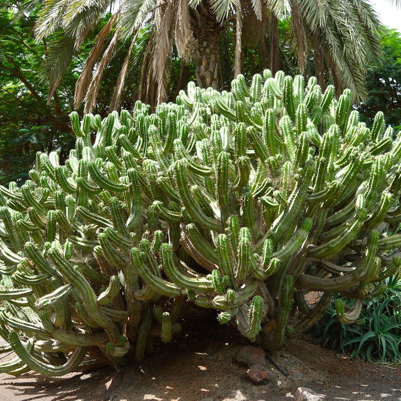 Cactus - Polaskia chichipe (Port)
