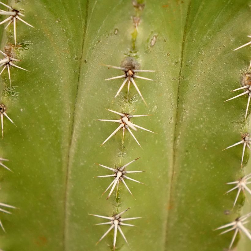 Cactus - Polaskia chichipe (Feuillage)