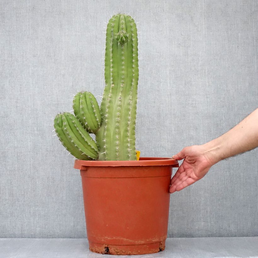 Spécimen de Cactus - Polaskia chichipe Pot de 12L/15L tel que livré au printemps