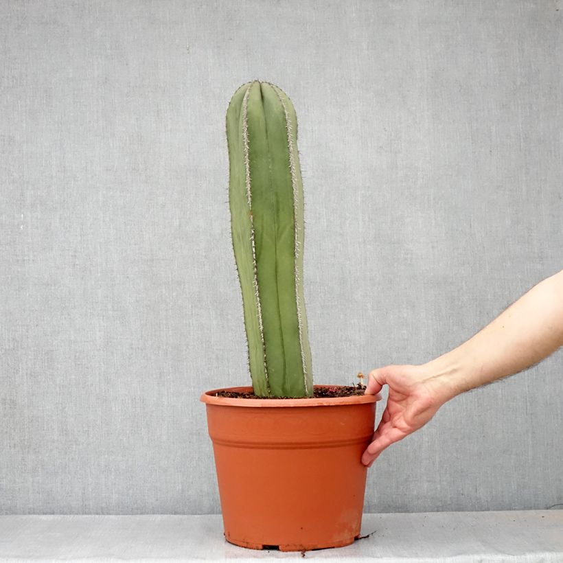 Spécimen de Cactus - Stenocereus marginatus Pot de 12L/15L tel que livré au printemps