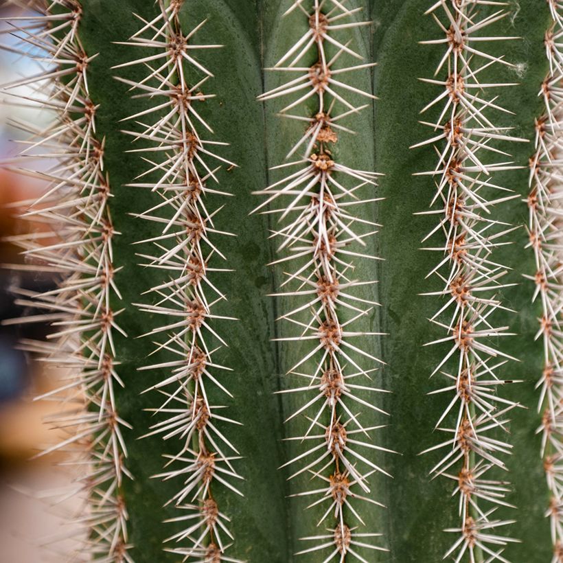 Cactus - Stenocereus griseus (Feuillage)