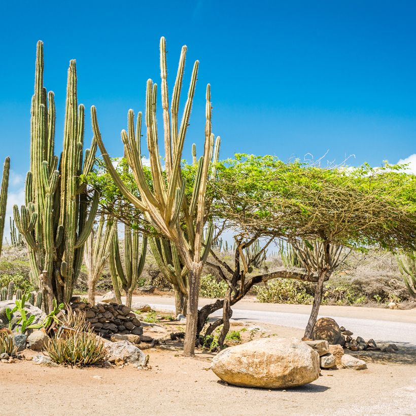Cactus - Stenocereus griseus (Port)