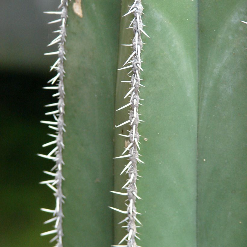 Cactus - Stenocereus marginatus (Feuillage)