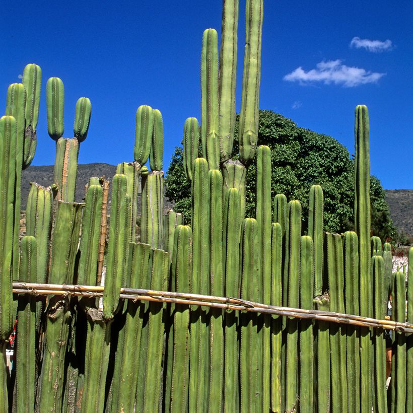Cactus - Stenocereus marginatus (Port)