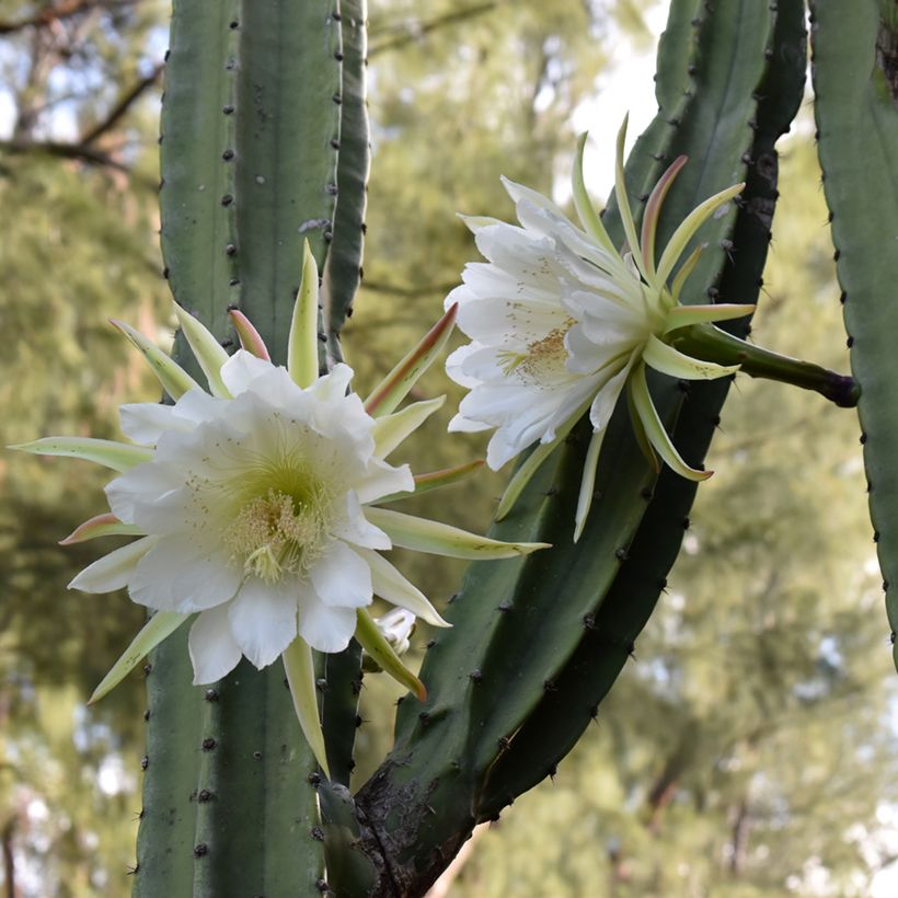 Cactus de San Pedro - Trichocereus pachanoi (Floraison)