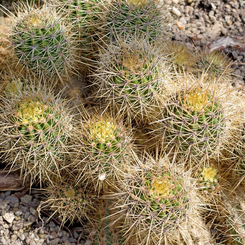 Cactus - Mammillaria baxteriana (Port)