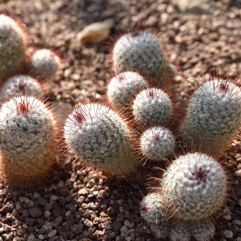 Cactus - Mammillaria bombycina (Port)