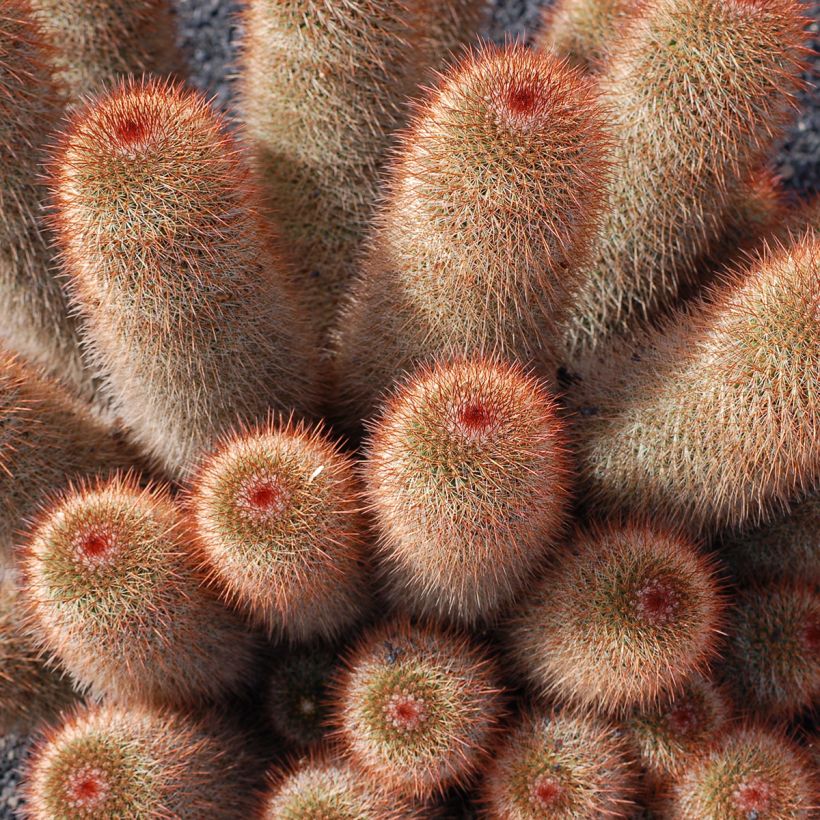 Cactus Mammillaria spinosissima f. rubrispina  (Port)