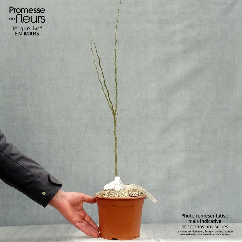 Spécimen de Caesalpinia gilliesii - Petit flamboyant Pot de 2L/3L tel que livré au printemps