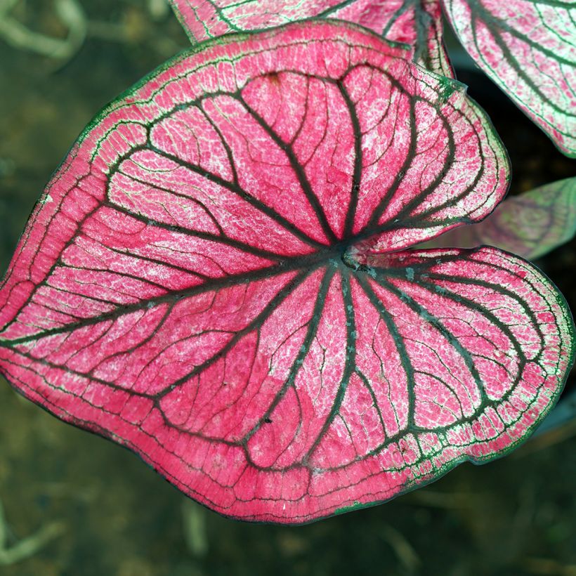 Caladium Lucia (Feuillage)