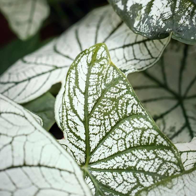 Caladium Pliage (Foliage)