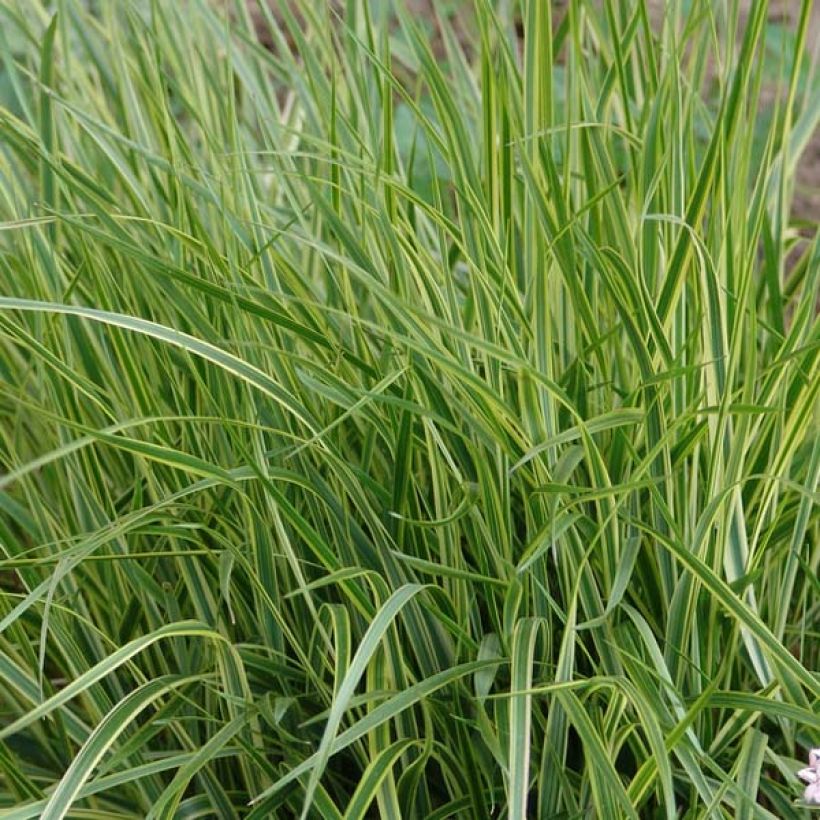 Calamagrostis acutiflora Overdam - Calamagrostide (Feuillage)